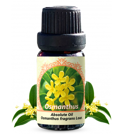 Osmanthus Absolute Oil (Osmanthus fragrans Lour.) 0.33 FL OZ / 10ml Osmanthus Absolute Oil (Osmanthus fragrans Lour.) 0.33 FL OZ / 10ml