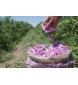 Flora Aromatics Rose Bulgarian Essential Oil 5% in Jojoba (Absolute) 0.5 fl oz/15 ml
